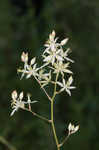 Sandbog deathcamas